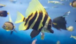 吃瓜热带鱼,揭秘吃瓜热带鱼的趣味生活