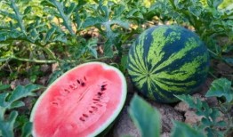 赵湾吃瓜,揭秘娱乐圈背后的那些事儿