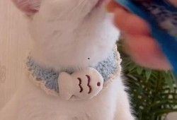 吧唧小猫吃瓜群,揭秘网络社交圈的趣味与争议