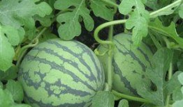 孕妇可以吃奎瓜,奎瓜助力母婴健康