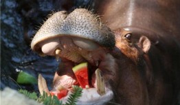 带你吃瓜之肌肉动物,带你探索力量与美的动物世界