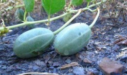 耗子瓜可以吃吗,能否安全食用之谜