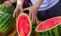 贵州各大学吃瓜,一场味蕾与文化的碰撞之旅