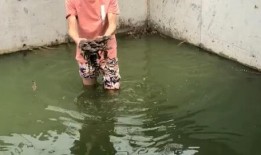 鳄鱼吃大型的瓜,揭秘巨型瓜果的神秘命运