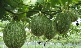 天天吃吊瓜行吗