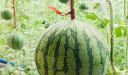 兰州马滩吃瓜事件,一场引发热议的街头冲突