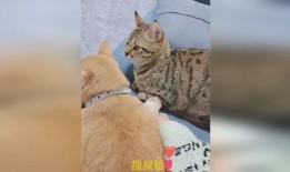 别人打架他们吃瓜,吃瓜群众热议不已