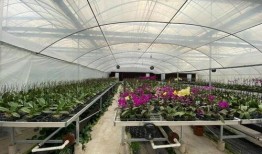 大棚种哪些瓜可以吃,适合食用的瓜类品种精选