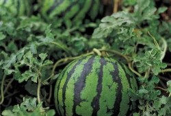 光遇瓜吃瓜,揭秘游戏背后的精彩故事