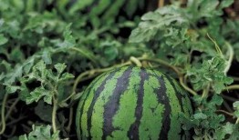 光遇瓜吃瓜,揭秘游戏背后的精彩故事