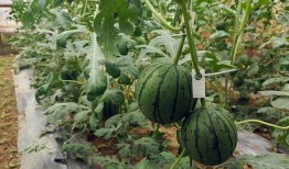 吃瓜小鲜,揭秘娱乐圈那些不为人知的幕后故事