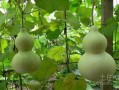 吃瓜照片图文大全,图文大全里的趣味瞬间