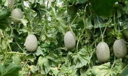 川科院吃瓜,揭秘校园里的那些事儿