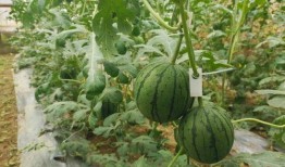 如何快捷吃瓜,轻松吃瓜指南