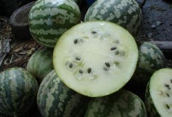 狗可以吃绿宝瓜,绿宝瓜，狗狗的新宠