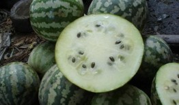 狗可以吃绿宝瓜,绿宝瓜，狗狗的新宠