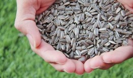 吃瓜不嗑瓜子,揭秘网络热词背后的趣味与智慧