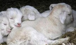 陈伯吃瓜小羊,揭秘网络红人的趣味生活