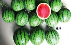 南宁吃瓜新闻事件,一场网络舆论的风波与反思