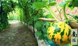 吃瓜有趣的视频,揭秘那些让人捧腹大笑的吃瓜视频