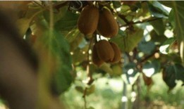 贤沃吃瓜,揭秘娱乐圈背后的那些事儿