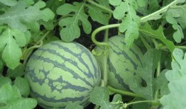 吃瓜崽子,网络热词背后的文化现象