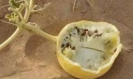 新西兰吃瓜冷知识,揭秘南半球独特的瓜果文化