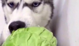 狗子可以吃蜜瓜吗