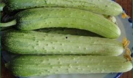 吃瓜白菜小说,揭秘娱乐圈背后的秘密与真相