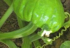 蜗牛吃葫芦瓜叶,葫芦瓜叶的天然美食之旅