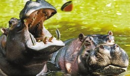 大河马吃瓜动物视频,大河马趣味吃瓜瞬间