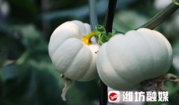 潍坊吃瓜老师,揭秘校园里的趣味生活