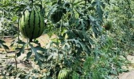 勒城吃瓜,揭秘吃瓜群众的狂欢盛宴