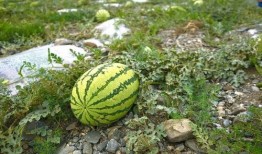 路边吃野瓜视频,一场视觉与味蕾的双重盛宴