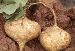 土瓜和豇豆能一起吃吗吗,探究能否同食的健康之谜