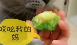 猫猫吃瓜语录,揭秘喵星人的八卦世界