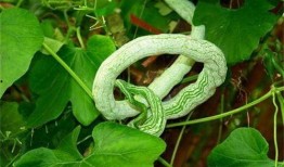 吃蛇瓜要削皮吃吗视频,削皮还是直接享用？