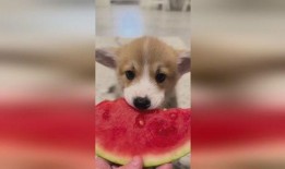 结婚狗狗吃瓜,共享甜蜜“吃瓜”时光