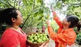 辉县大宝吃瓜,揭秘网络热传事件背后的真相