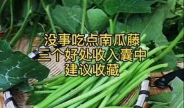 瓜跟藤怎么吃,探索瓜果与藤蔓的独特食用之道