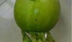 吃丑八怪瓜,品味生活中的小确幸