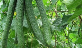 天天吃梨瓜好吗,健康生活每一天