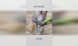 猴王吃瓜稿件,瓜果盛宴成焦点