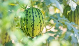 南京吃瓜哪里好