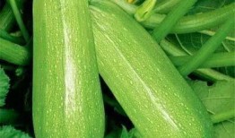 吃瓜调休,揭秘假期背后的“甜蜜”陷阱