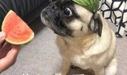 泪水吃瓜,探寻泪水与吃瓜背后的故事