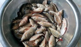 小酥鱼吃瓜,揭秘娱乐圈幕后故事