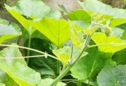 瓜跟藤怎么吃,探索瓜果与藤蔓的独特食用之道