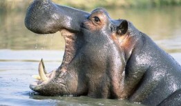 河马吃瓜不打烊,揭秘热带雨林中的独特生态现象