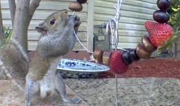 小松鼠普洱吃瓜,小松鼠普洱的夏日吃瓜趣事